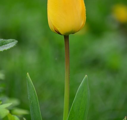 Compresi gli animali di primavera per la tua routin