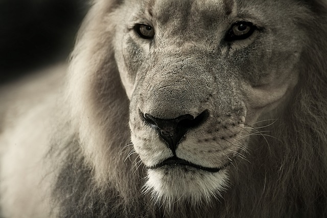 Le foto di movimento più aggiornate girate in Sudafrica