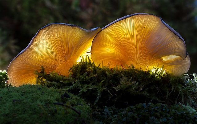Le ostriche riuniscono l'est e l'ovest