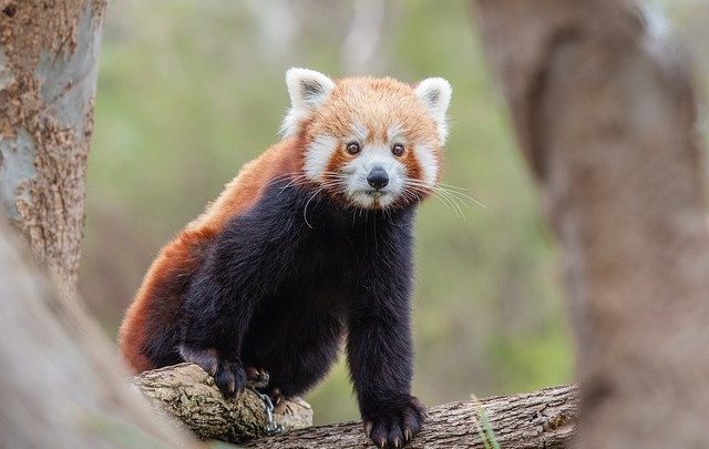 Bamboo Dreams di Yang Xiu-Lan e Ouyang Qian