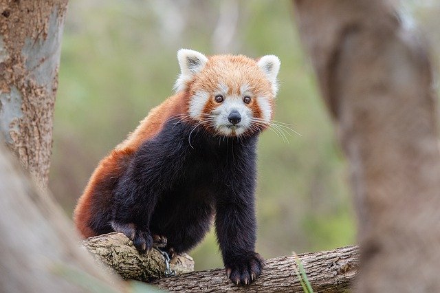 Bamboo Dreams di Yang Xiu-Lan e Ouyang Qian